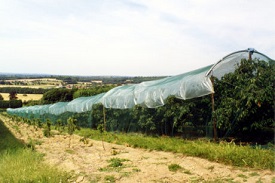 Jute Agro textiles for Growth of Plants and Suppression of Weeds