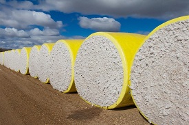 Cotton Bales