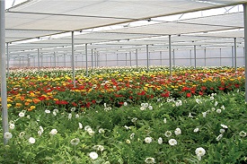 Harvest nets for agriculture and horticulture purposes